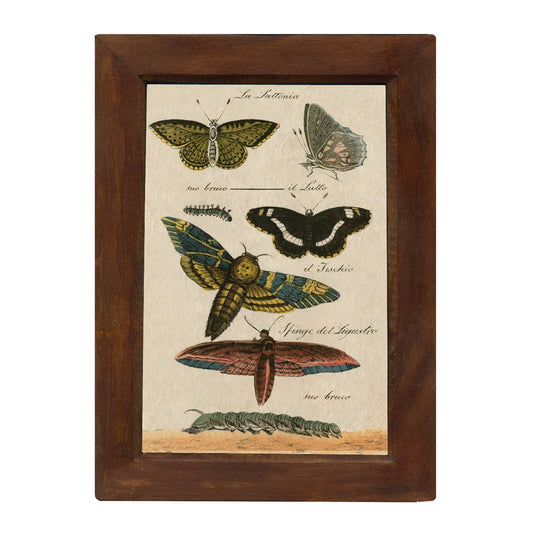 Butterflies Vintage Color Illustration Print Reproduction