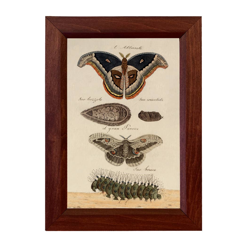 Great Peacock Moth Color Illustration Print under Glass