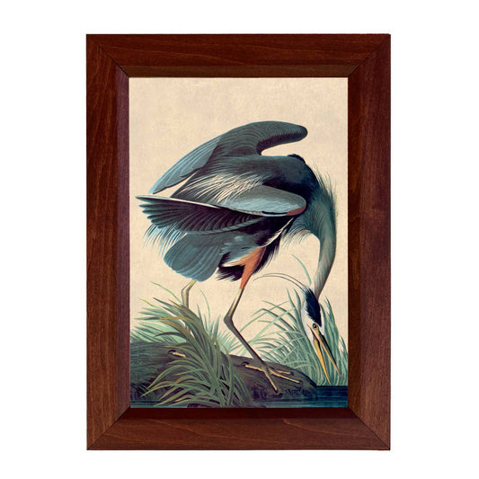 Great Blue Heron Vintage Print Behind Glass