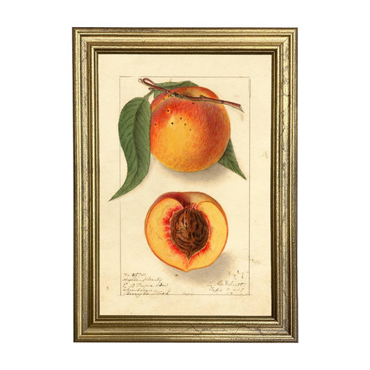 Peach Highland Beauty Botanical Framed Print