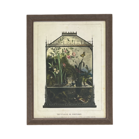 “The Vivarium; or, Insect-Home” Framed Poster